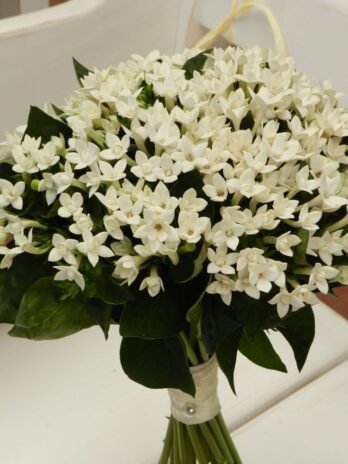 Jasmine