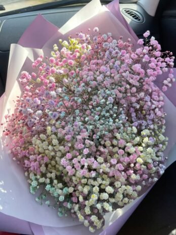 Gypsophila
