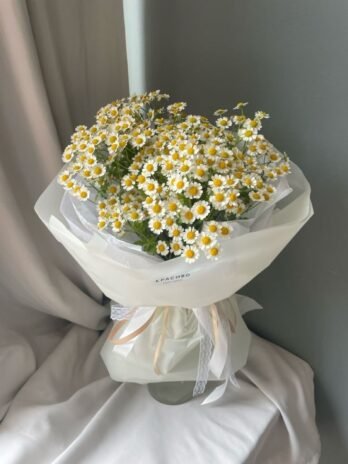 Chamomile